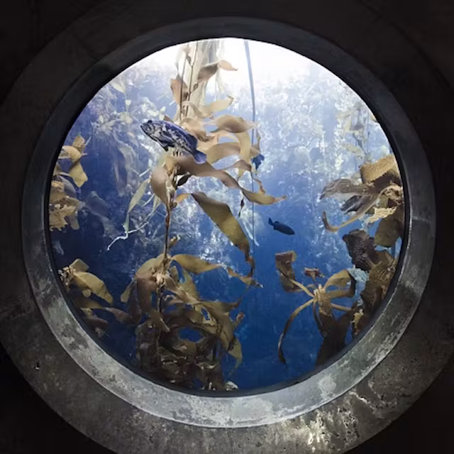 Comment [déménager un aquarium] ?